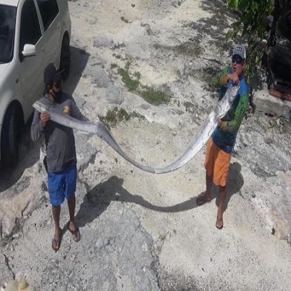 Capturan a pez remo en Cozumel; en Japón se asocia con sismos y maremotos