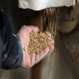 el efecto "catastrófico" de la guerra sobre la producción global de alimentos