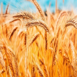 Moscú pide que se levanten las sanciones para evitar una crisis alimentaria