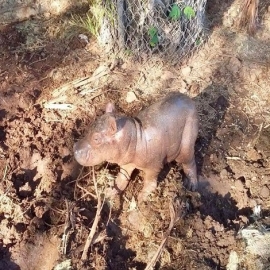 Nuevo habitante en Animaya: primer hijo de la pareja de hipopótamos que hay en ese centro recreativo