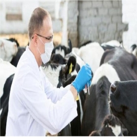 Australia aprueba vacunas de ARNm de Bill Gates obligatorias para el ganado destinado al consumo humano
