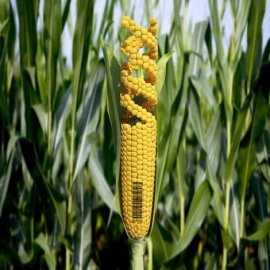 SCJN niega amparo a Monsanto y confirma suspensión para evitar la siembra de maíz transgénico