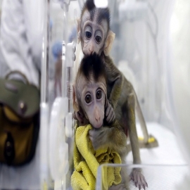 Una vacuna probada en macacos en busca de la cura del coronavirus se muestra eficaz contra el desarrollo de la neumonía