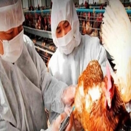 Expertos advierten sobre una posible pandemia de gripe aviar en el 2022