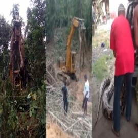 Dominica: Con una excavadora capturan la que se cree es la serpiente más grande del mundo (video)