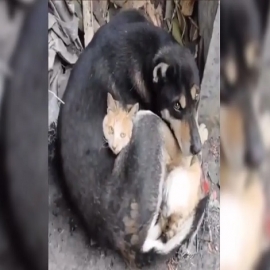 VIDEO: Un gato y un perro salvados de entre los escombros en Turquía intentan calentarse abrazándose