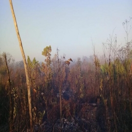 Cancún: Logran combatir el incendio que consumía selva de Yum Balam