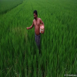 Agricultores Indios logran récord mundial de cosechas sin usar transgénicos, una auténtica revolución verde