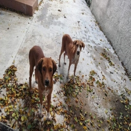 Casos de maltrato animal en Chetumal tardan días en ser atendidos: ambientalistas