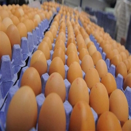 Se incendia la granja de huevos más grande de Nueva Zelanda matando a más de 70.000 gallinas en medio de una escasez nacional de huevos