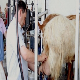 Cabras modificadas genéticamente producen leche con anticuerpos que ayudan a combatir el cáncer