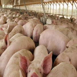 Envío de carne de cerdo de Yucatán a China no se ha detenido