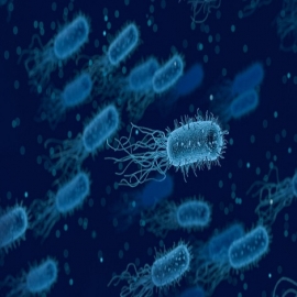 Las bacterias son la clave para cura del Covid-19, revela estudio