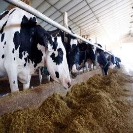Canadá bajo constantes ataques cibernéticos en la industria de alimentos por parte de adversarios extranjeros