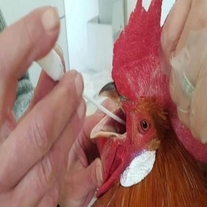 La avícola argentina que resistió la matanza de 200.000 gallinas tenía razón: El segundo análisis dió negativo