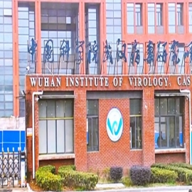 Laboratorio de Wuhan pidió financiación para crear y liberar coronavirus ‘mejorados’ en cuevas de murciélagos, revelan documentos