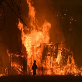 Cifra de animales muertos en Australia por incendios es mayor a lo estimado: supera los 1,000 millones