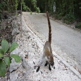 Empresa ecológica diseñará pasos de fauna del Tren Maya