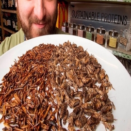 Una empresa canadiense se compromete a producir DOS MIL MILLONES DE INSECTOS al año para consumo humano