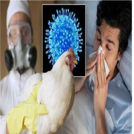 Comienza la campaña de miedo contra la gripe aviar: ¿Será la próxima “pandemia”?