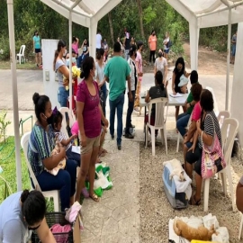 Combaten proliferación de animales callejeros con campaña de esterilización en Chetumal